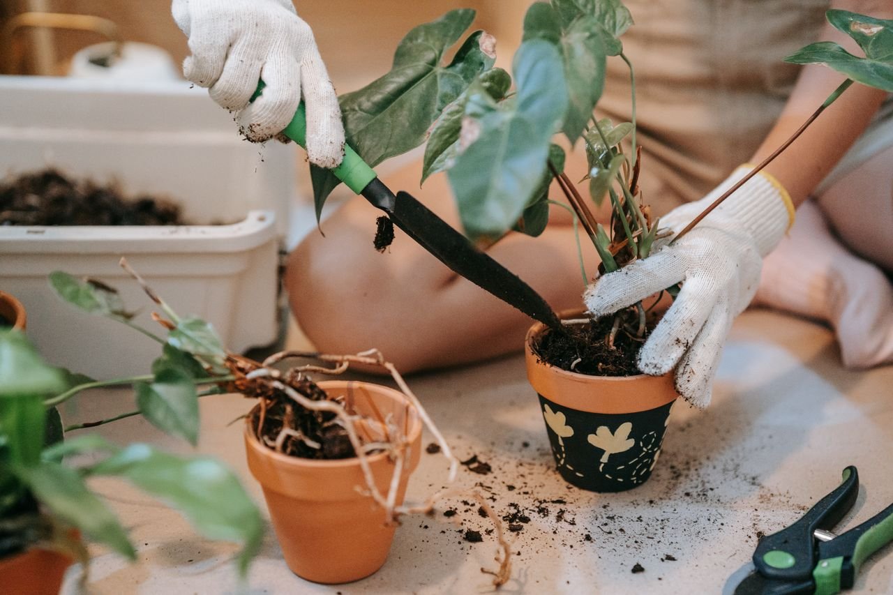 person sitting on the floor working on pot plant
